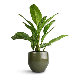 Aglaonema Stripes - Chinese Evergreen & Zembla Plant Pot - Green