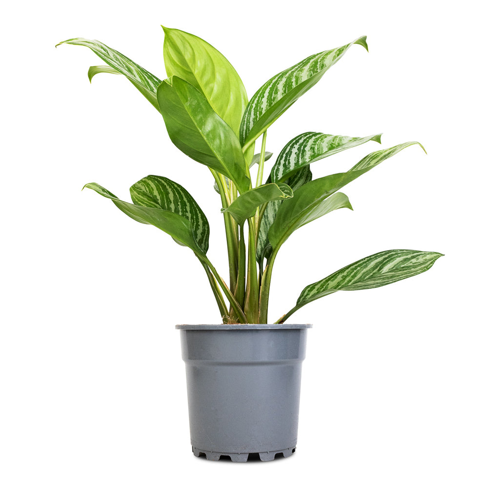 Aglaonema Stripes Chinese Evergreen Houseplants Hortology Hortology