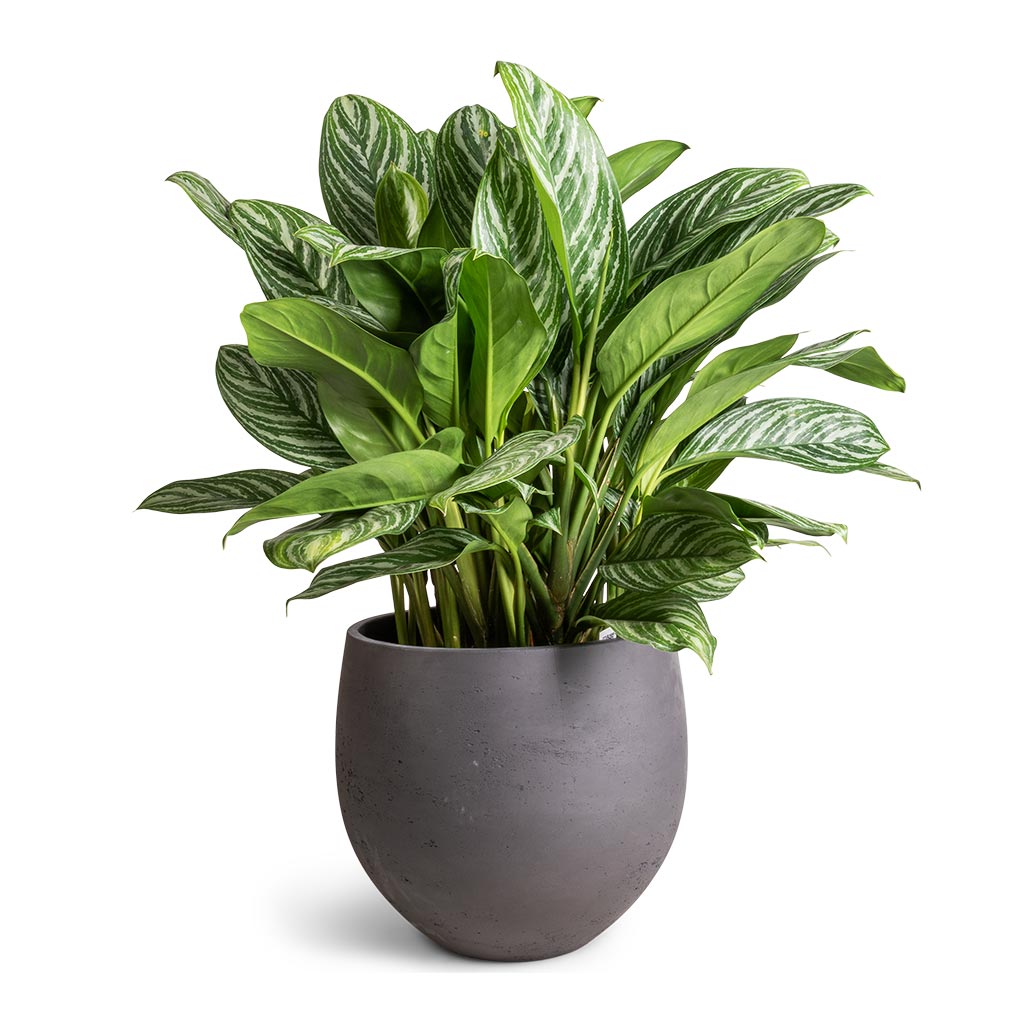 Aglaonema Stripes - Chinese Evergreen &amp; Mini Orb Kevan Plant Pot - Black Washed