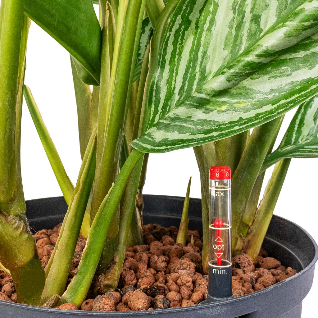 Aglaonema Stripes - Chinese Evergreen - Hydroculture - 18/19 x 60cm