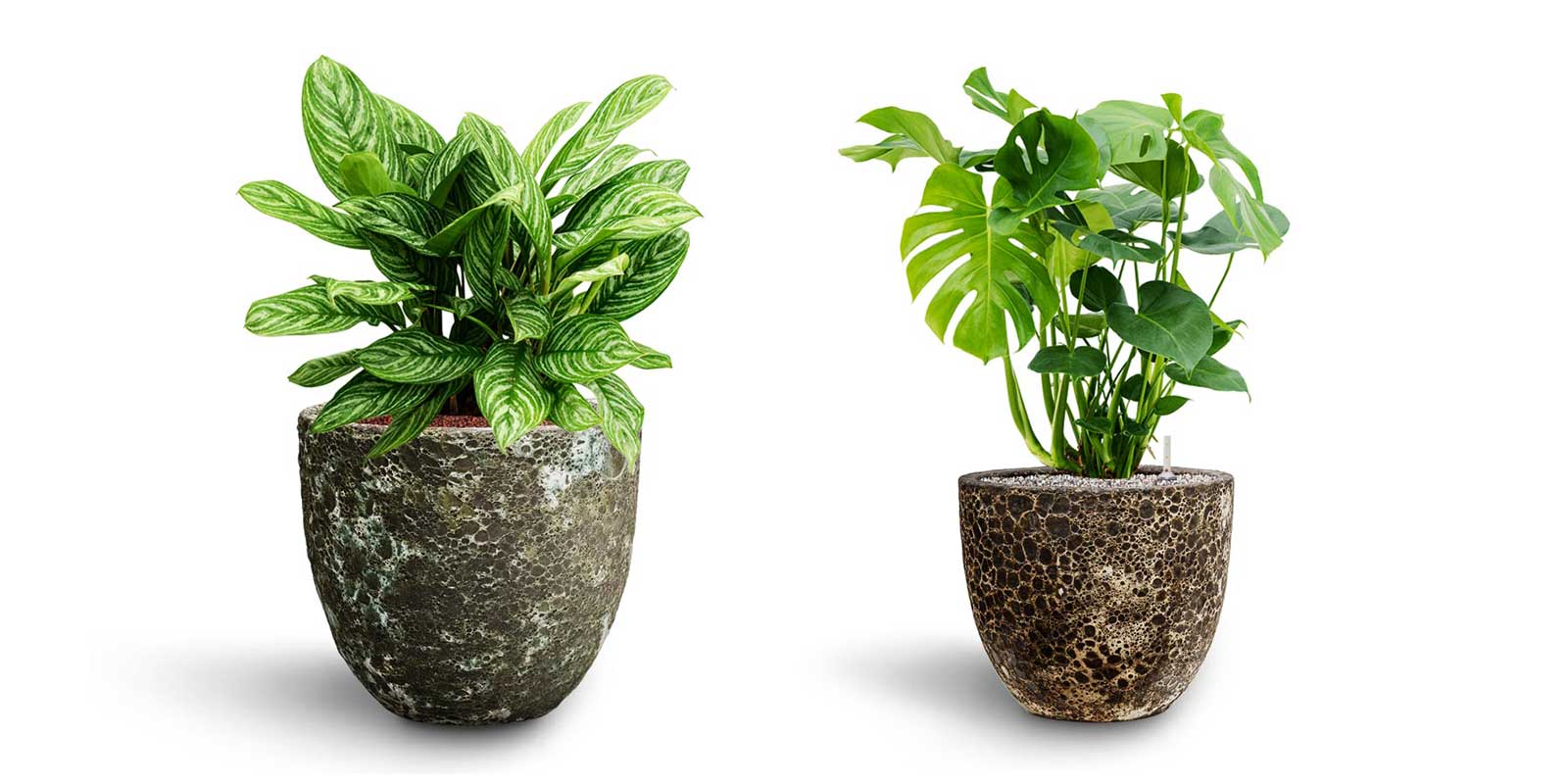 Aglaonema Stripes Monstera Deliciosa Lava Couple Planters