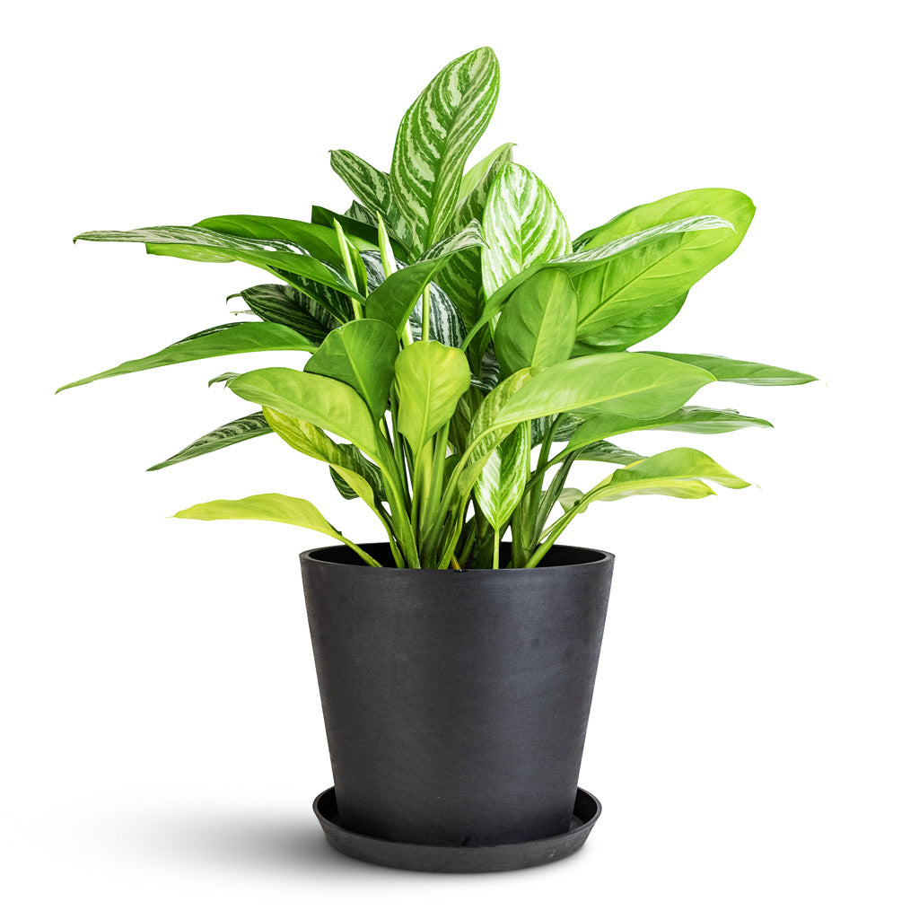 Amsterdam Bucket Planter - Slate