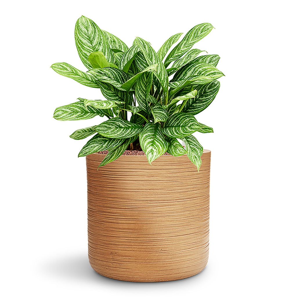Aglaonema Stripes in Dune Cylinder Almond