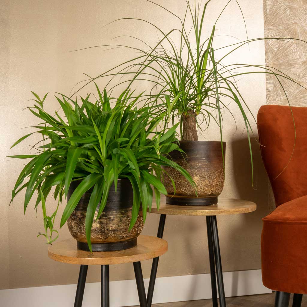 Aico Plant Pot - Shiny Brown With Spider Plant & Yucca