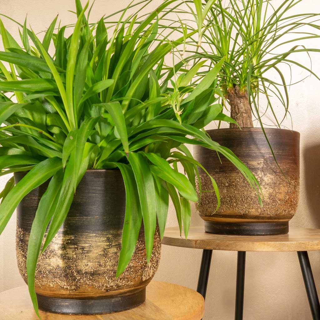 Aico Plant Pot - Shiny Brown & Houseplants