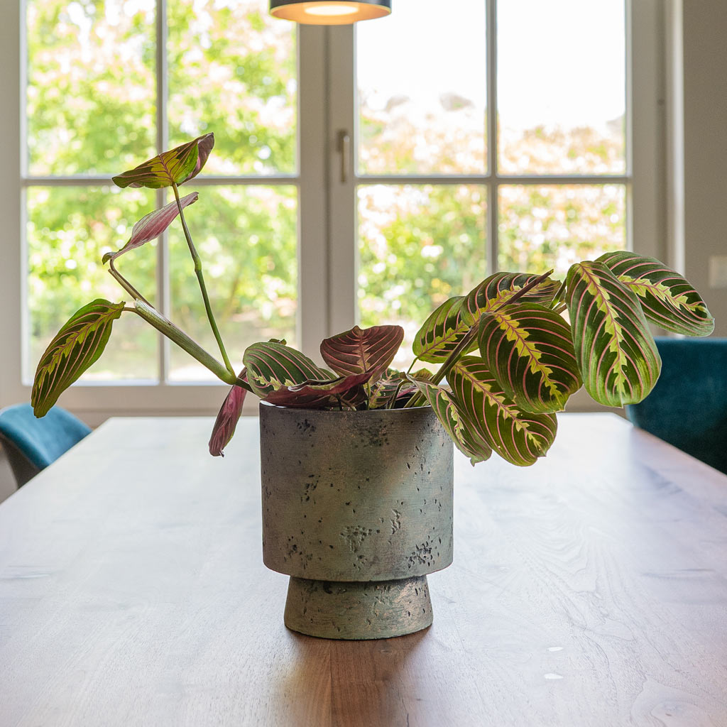 Maranta Herringbone In Aily Light Green Plant Pot 