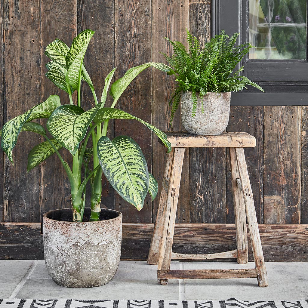 Albero Plant Pot - Cement & Dieffenbachia & Boston Fern