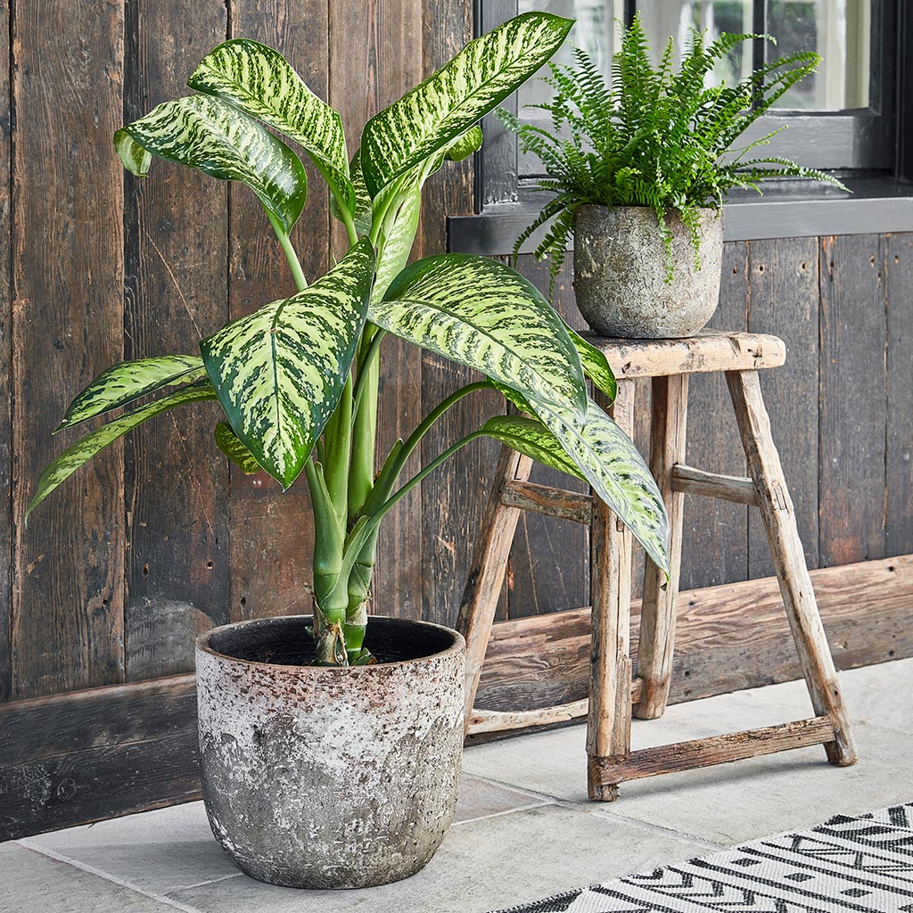 Albero Plant Pot - Cement & Dieffenbachia