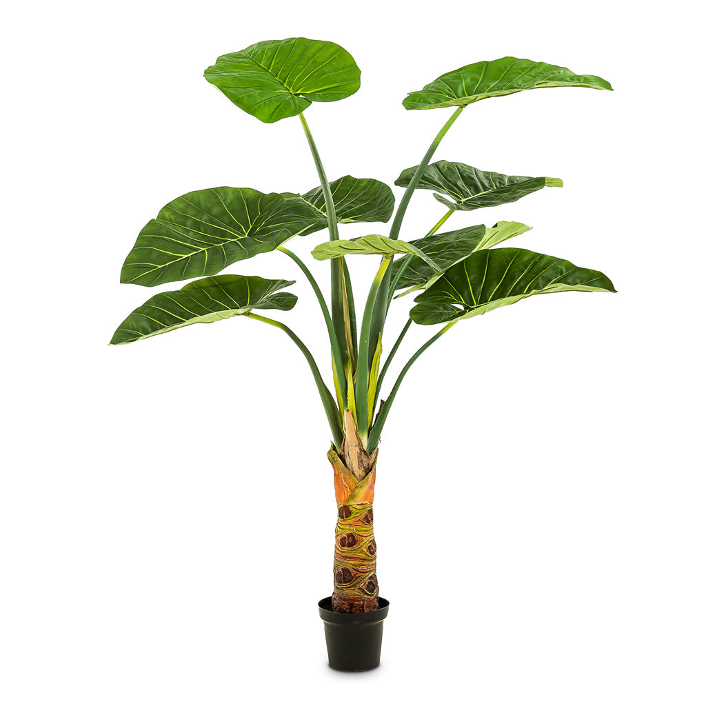 Alocasia Artificial - 160cm