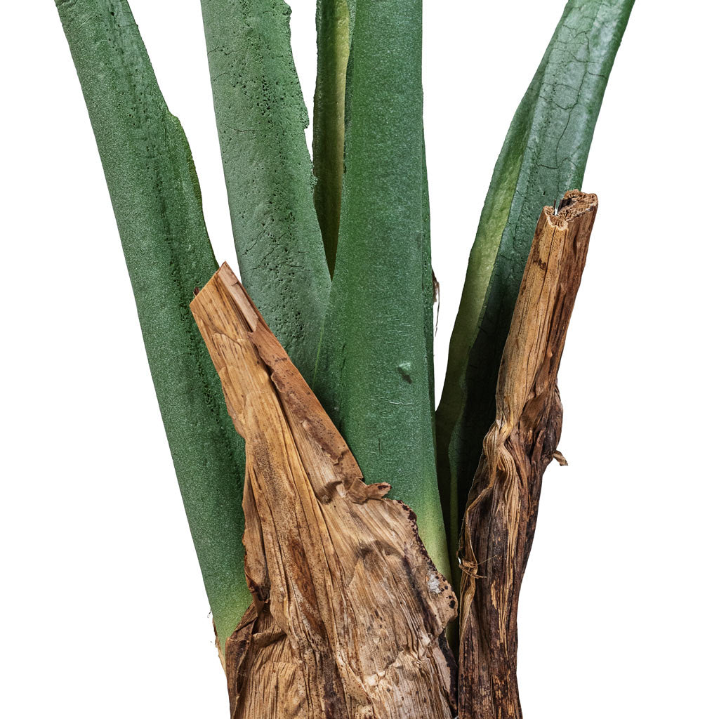 Alocasia Artificial Close Up Of wooden Trunk & Stems 