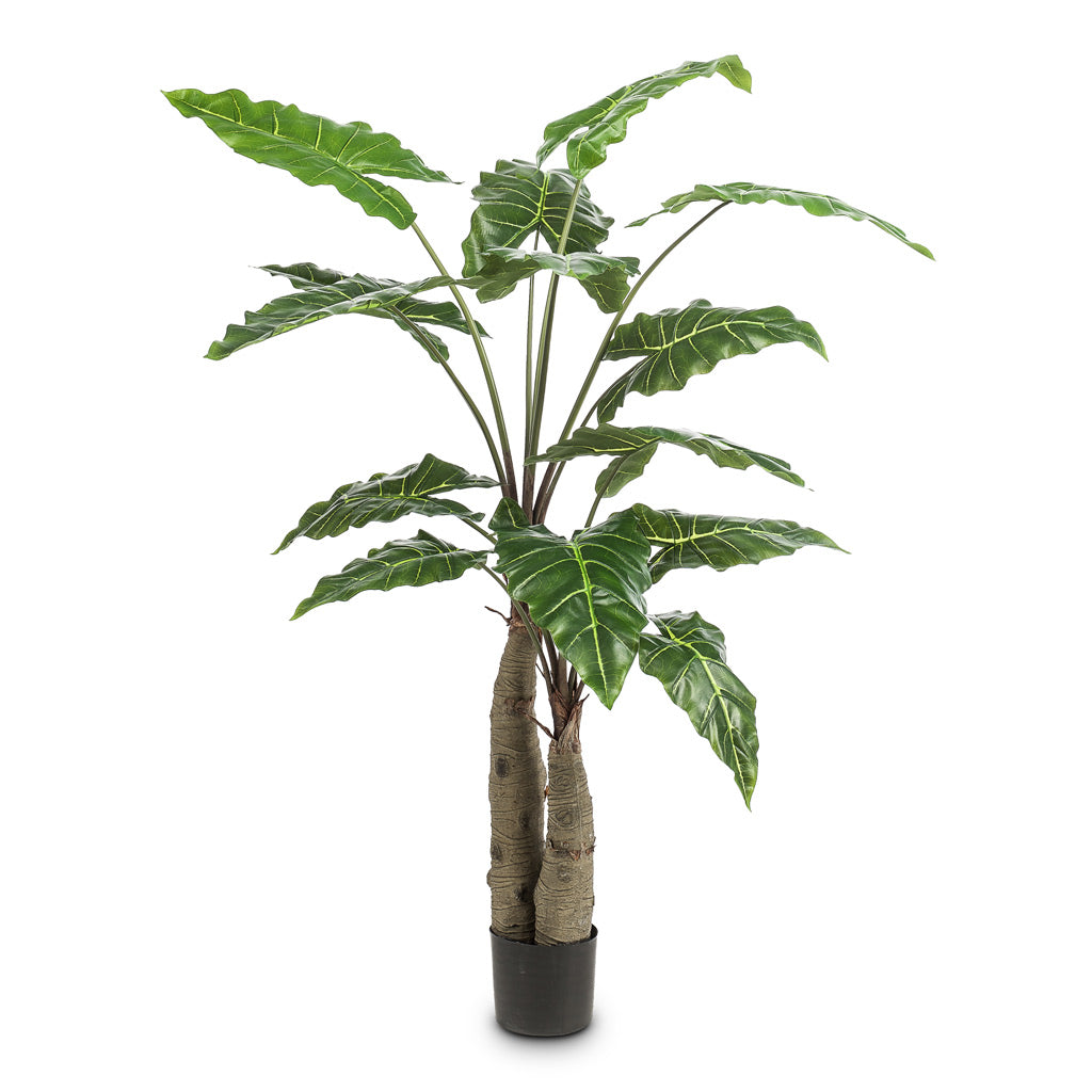 Alocasia Giant Tree Artificial - 150cm