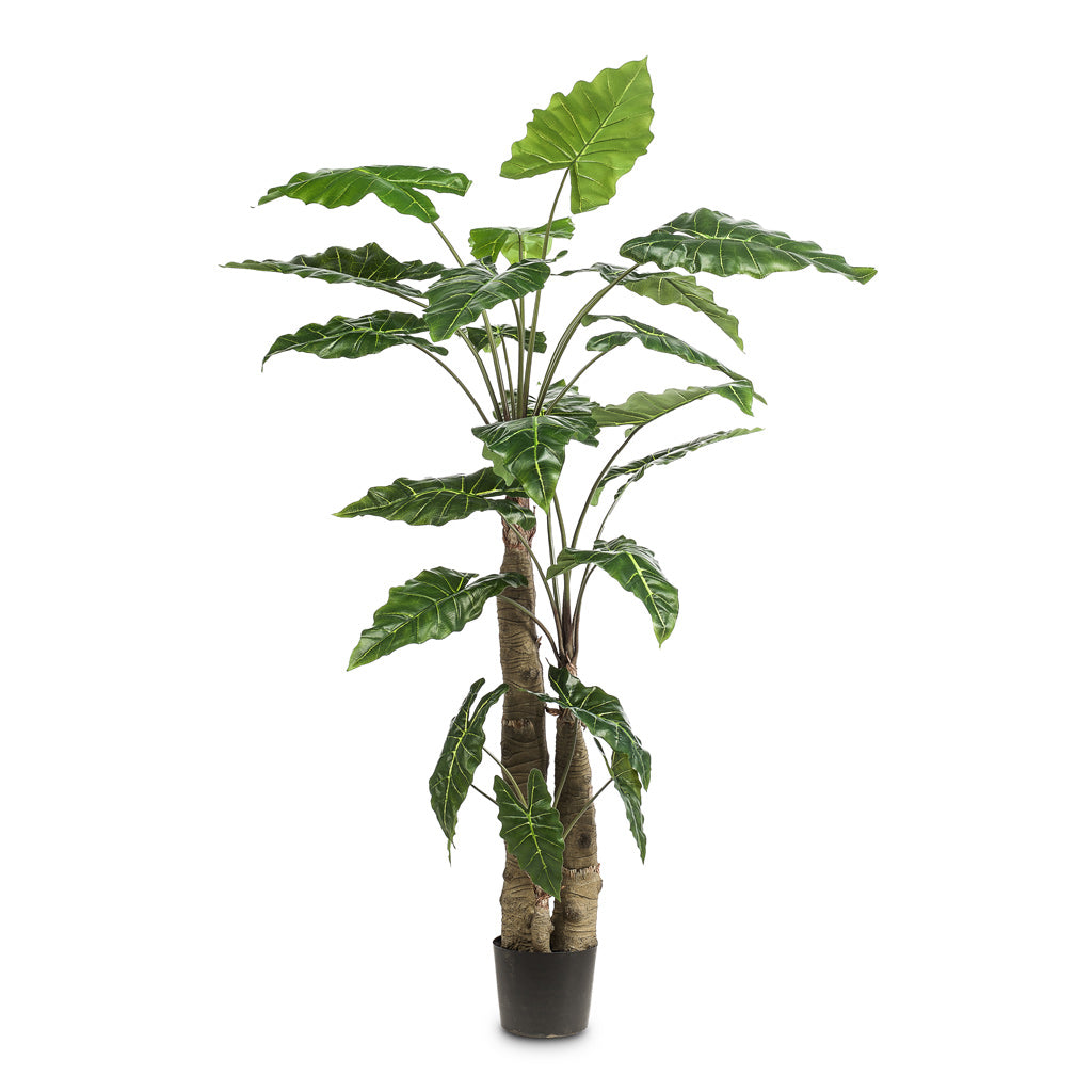 Alocasia Giant Tree Artificial - 180cm