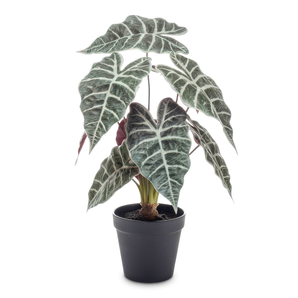 Alocasia Polly Elephant Ear Potted 40cm Artificial