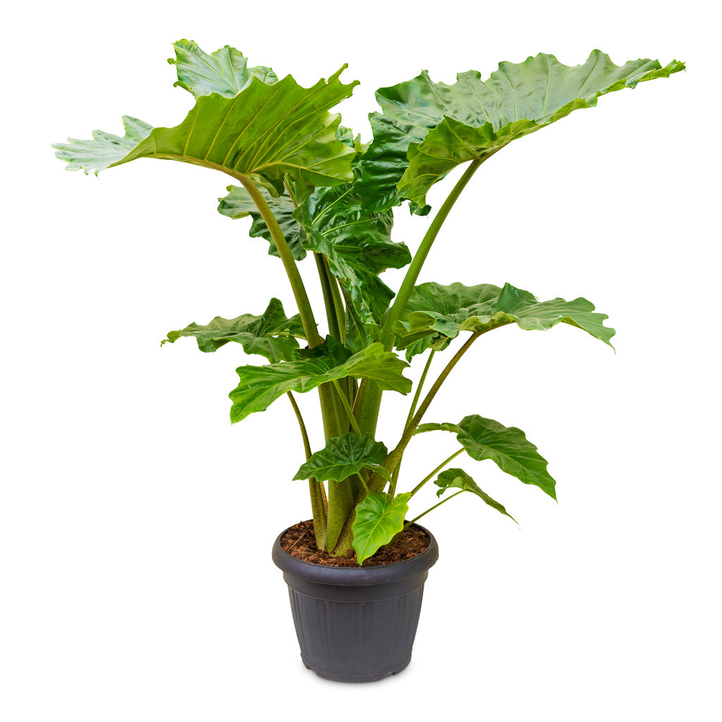 Alocasia 'Portodora' main image 0