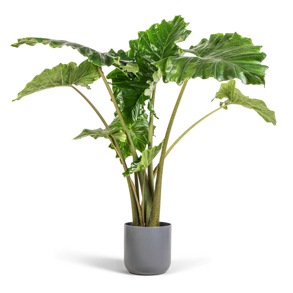 Alocasia Portodora - Upright Elephant Ear & Lisbon Plant Pot - Charcoal