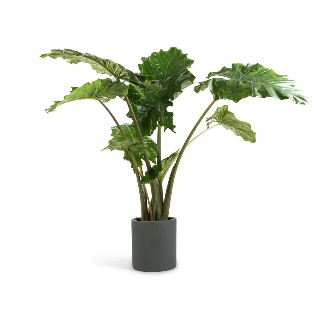 Alocasia Portodora (Orecchie D'Elefante) - Pianta Da Interno Tropicale - Vaso 17cm - Altezza 60cm - 3
