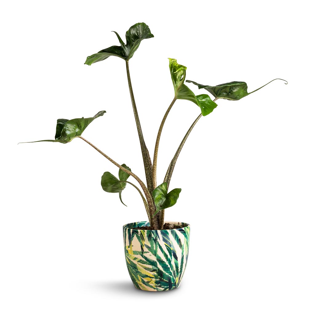 Alocasia Stingray - Elephant Ear & Monza Plant Pot - Botanical Fern
