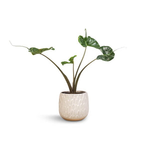 Alocasia Stingray - Elephant Ear & Arles Leaf Plant Pot - White