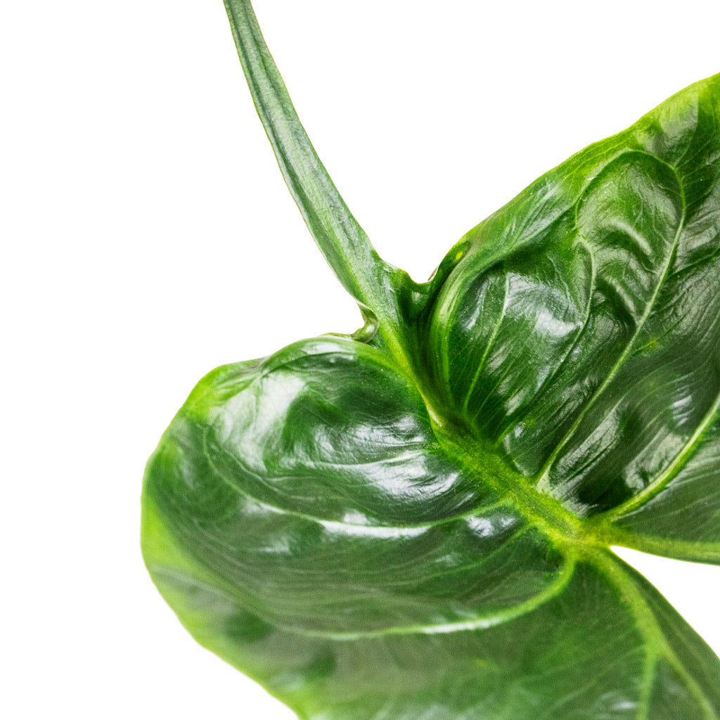 Alocasia Stingray - Elephant Ear