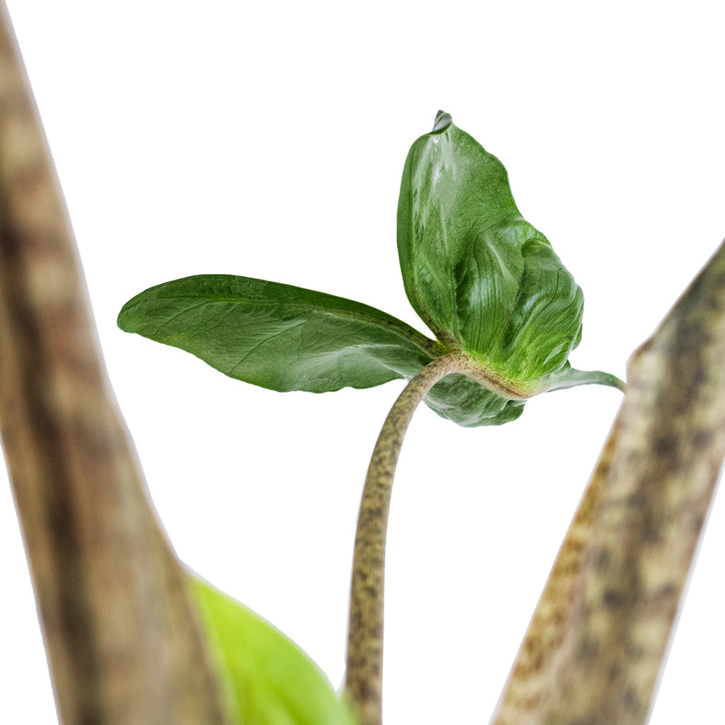 Alocasia Stingray - Elephant Ear