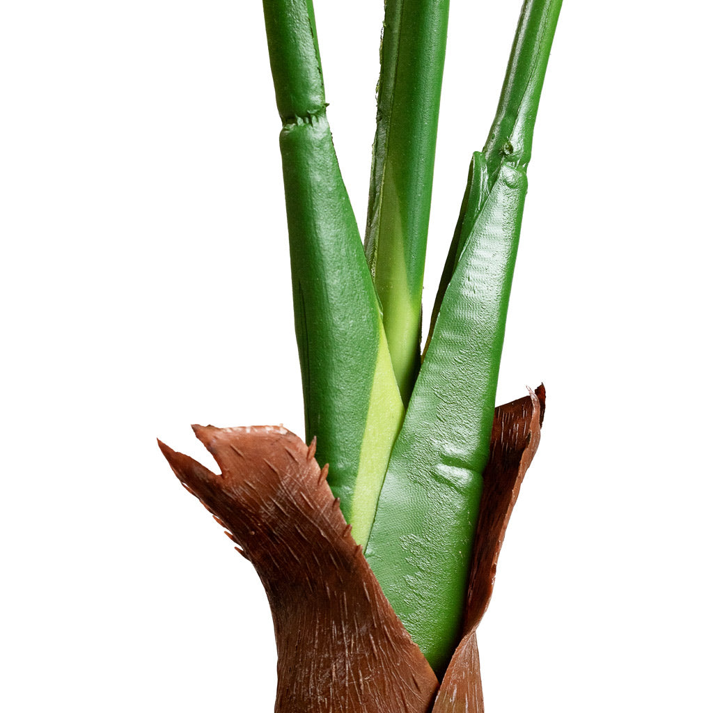 Alocasia Tree 110cm 2-stems Close Up 