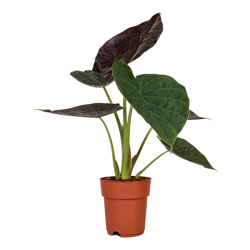 Alocasia Wentii Hardy Elephant Ear - 19x65cm 