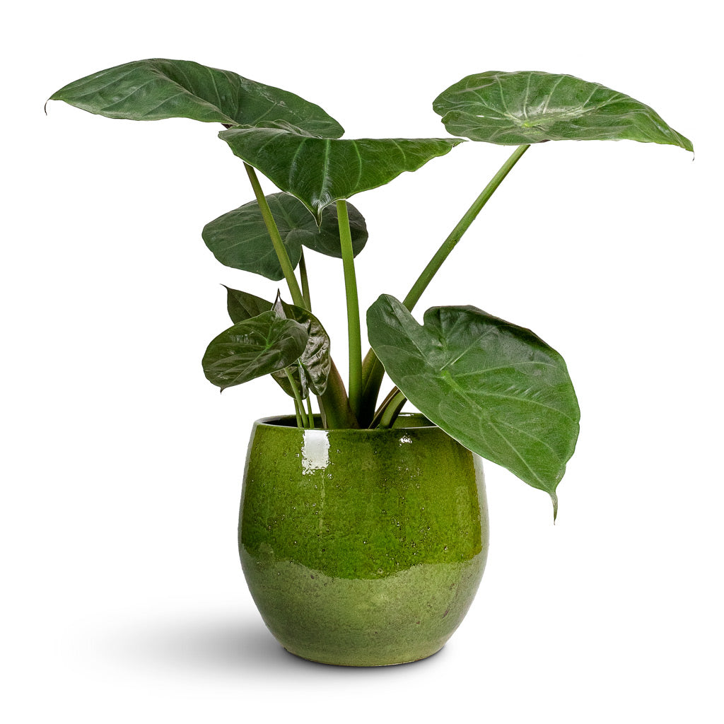 Alocasia Wentii Hardy Elephant Ear - 19x65cm In Aimee Plant Pot Pear - 33x28cm