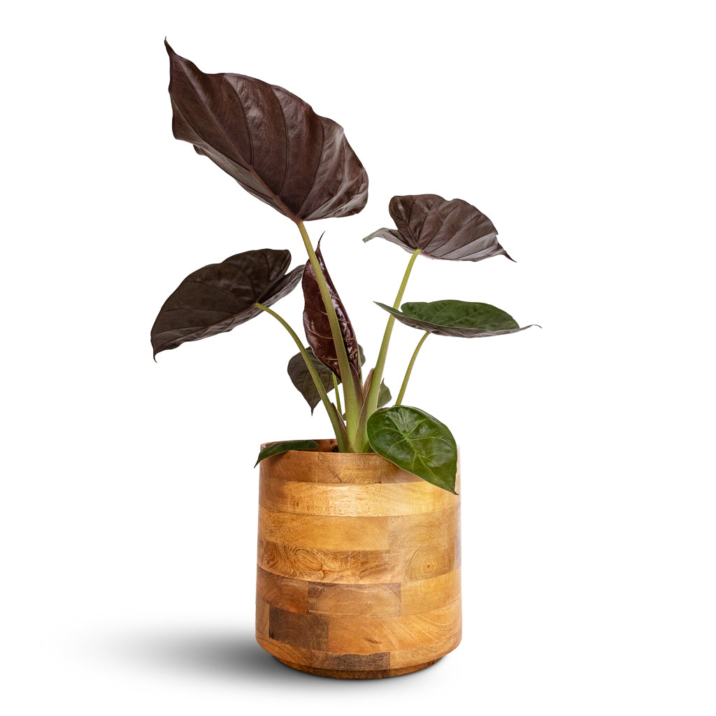 Alocasia Wentii - Hardy Elephant Ear & Helle Plant Pot - Natural