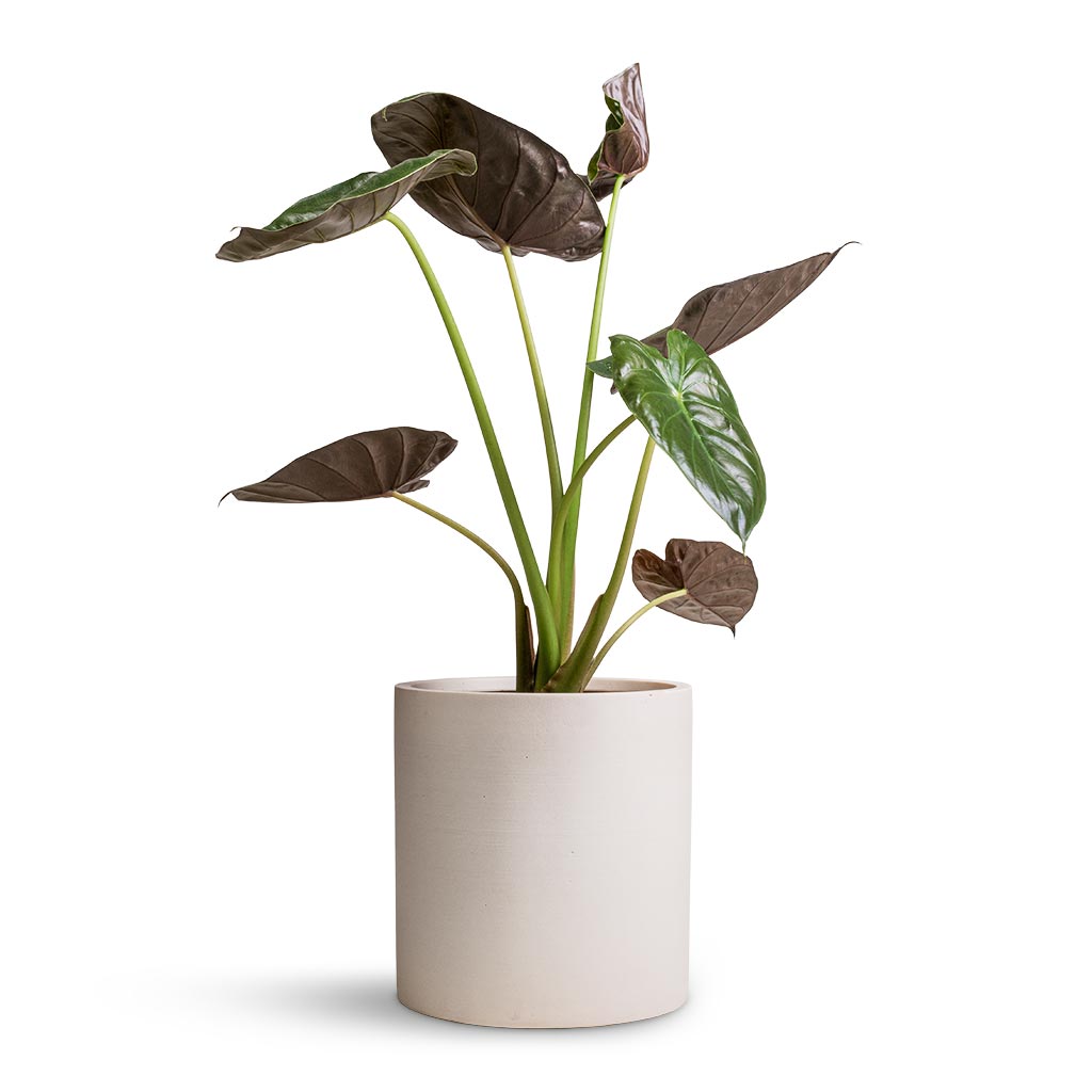 Alocasia Wentii - Hardy Elephant Ear & Max Refined Planter - Natural White