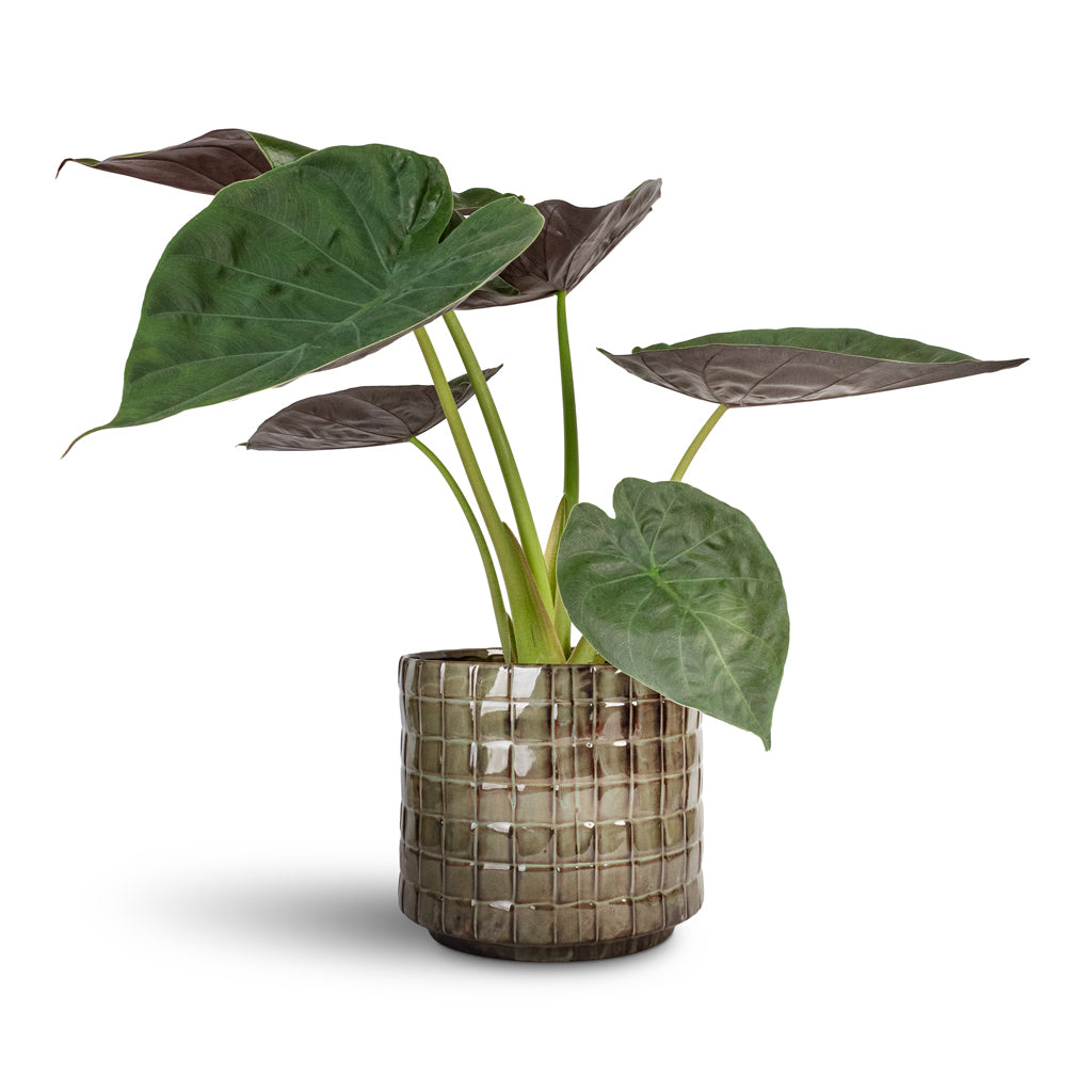 Alocasia Wentii Hardy Elephant Ear 19x65cm &amp; Stian Plant Pot Moss Green - 25x22cm