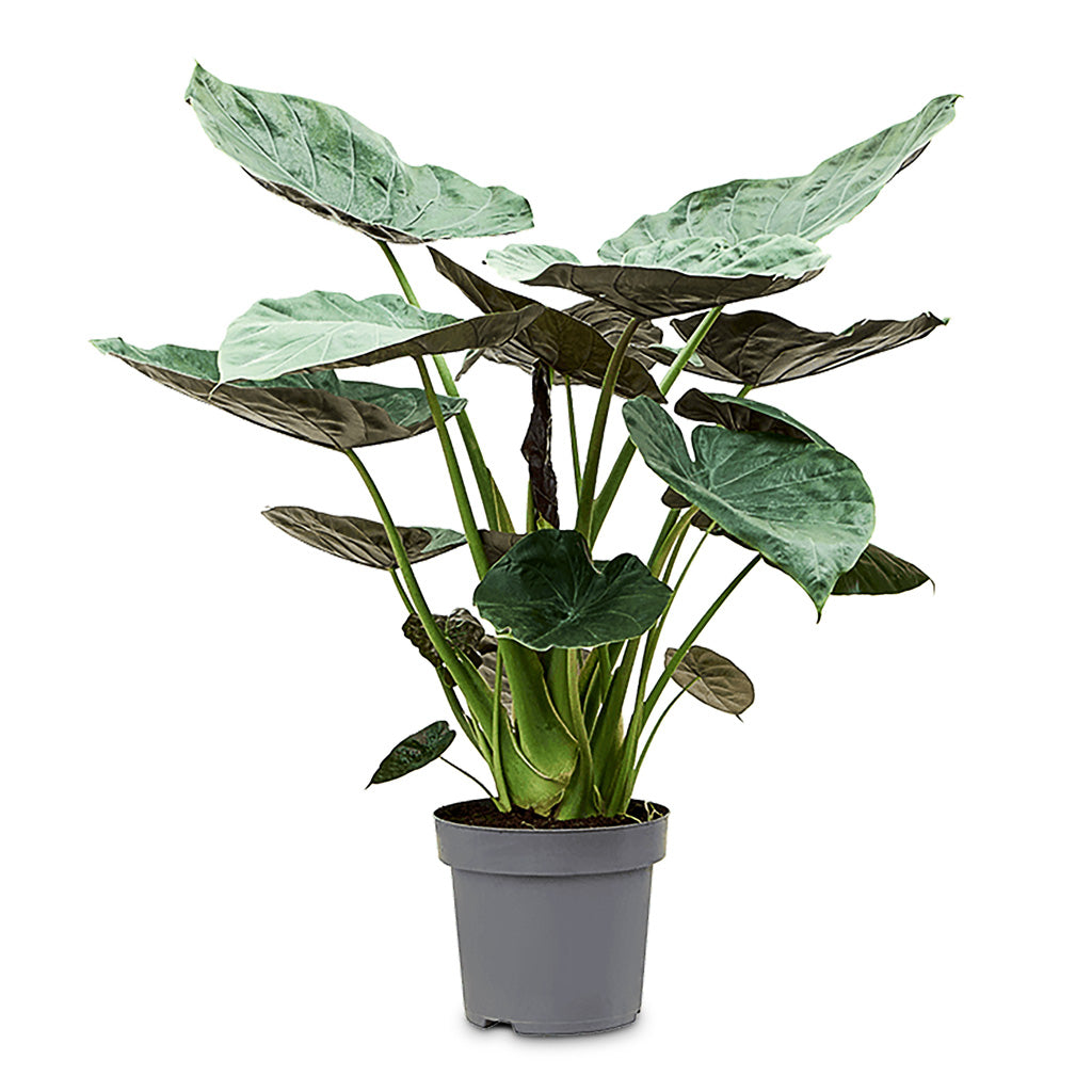 Alocasia Wentii Hardy Elephant Ear - 32x130cm
