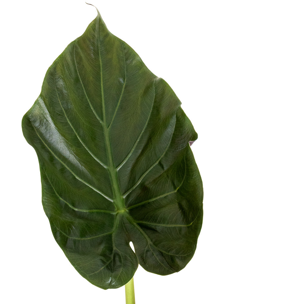 Alocasia Wentii - Hardy Elephant Ear Leaf