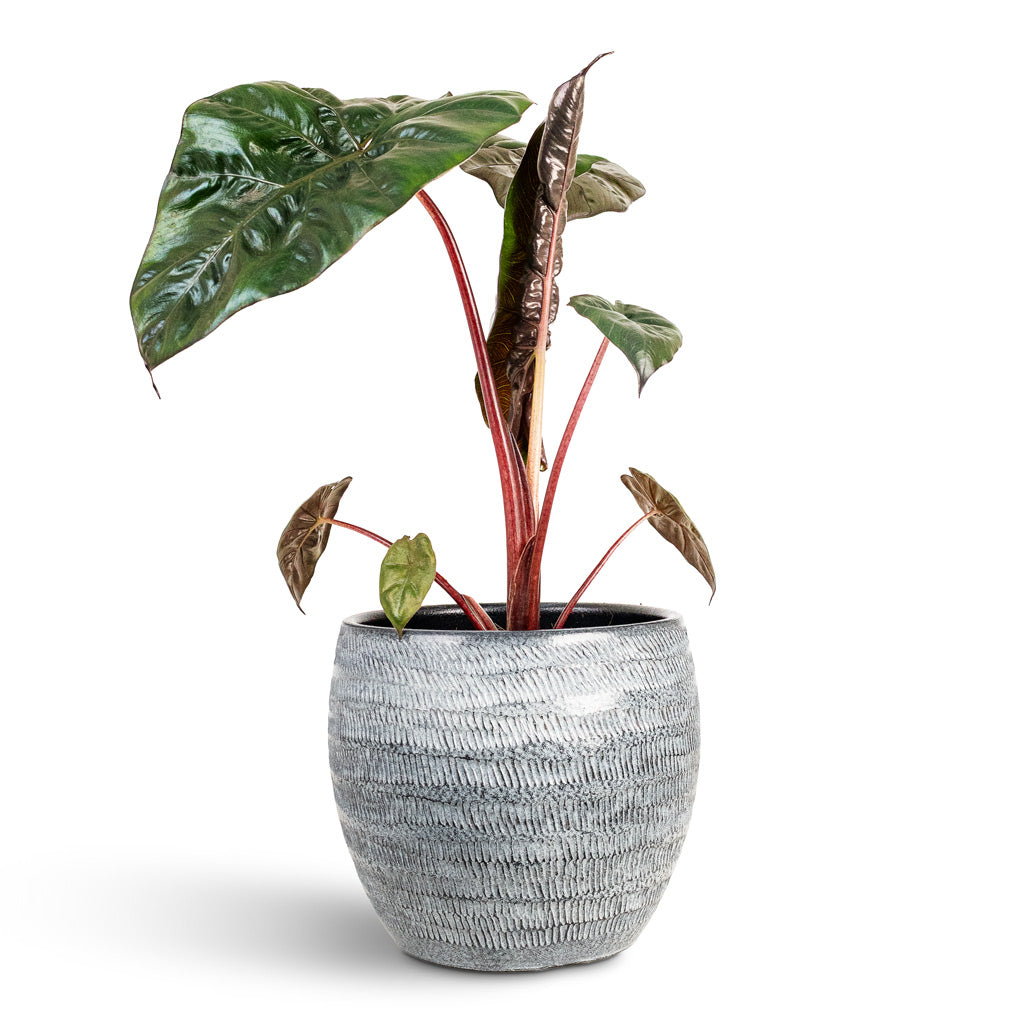 yucatan princess plant indoor care Alocasia Yucatan Princess - Elephant Ear Houseplants | Hortology