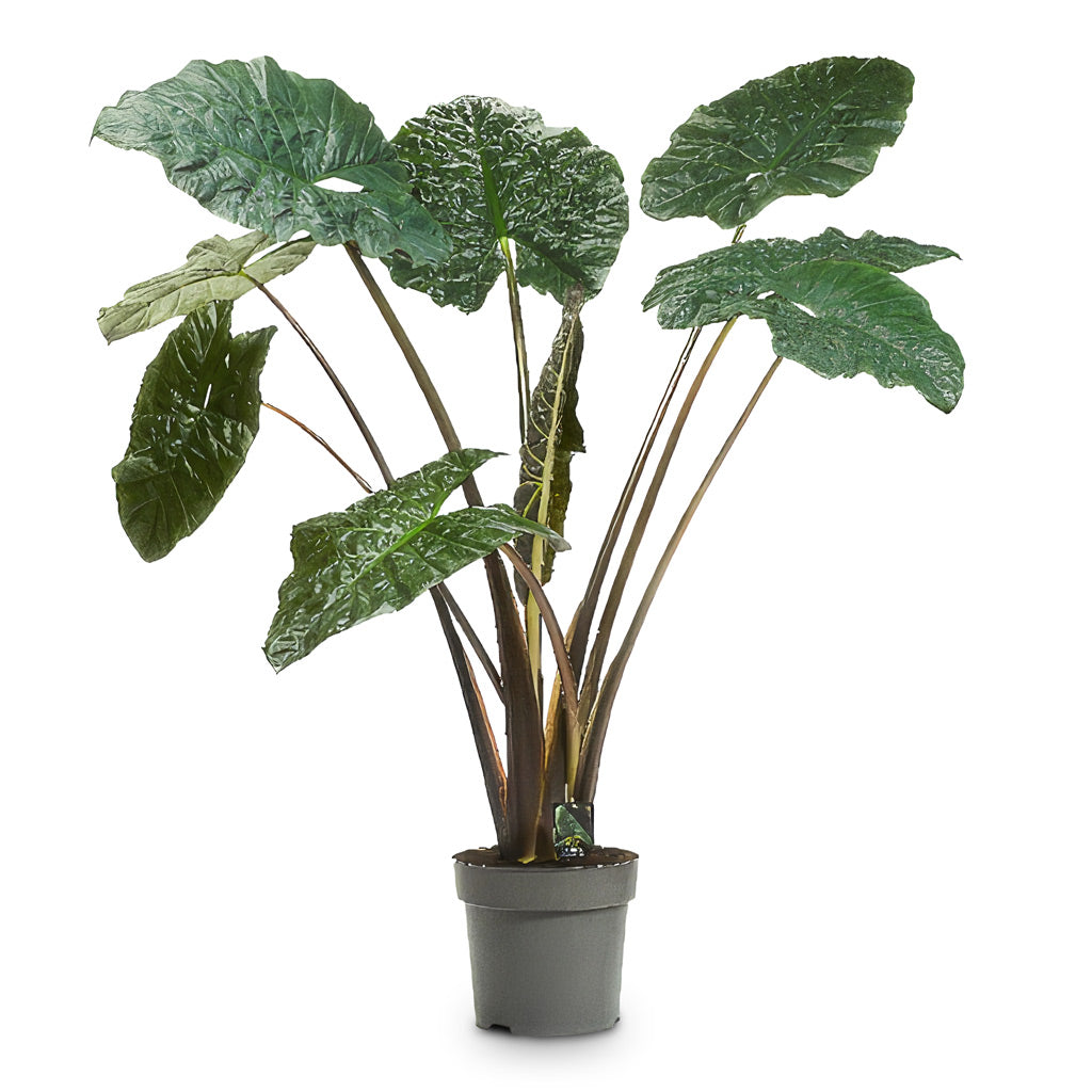Alocasia Yucatan Princess 32x150cm