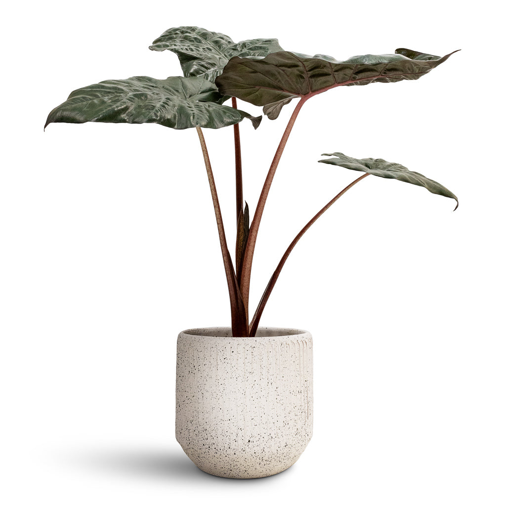 Alocasia Yucatan Princess Elephant Ear - 17x65cm &amp; Solento Plant Pot White Speckle - 20x18.5cm