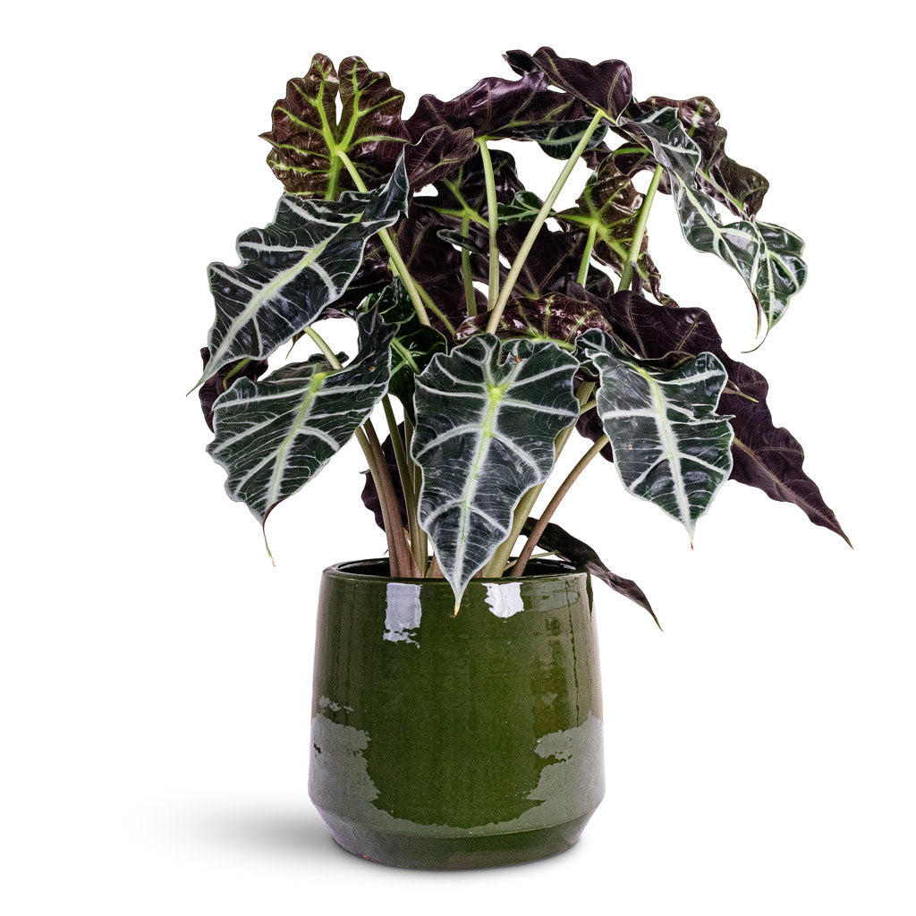 Alocasia amazonica Polly 17x50cm House Plant In Common Pot Shiny Emerald 24x21cm
