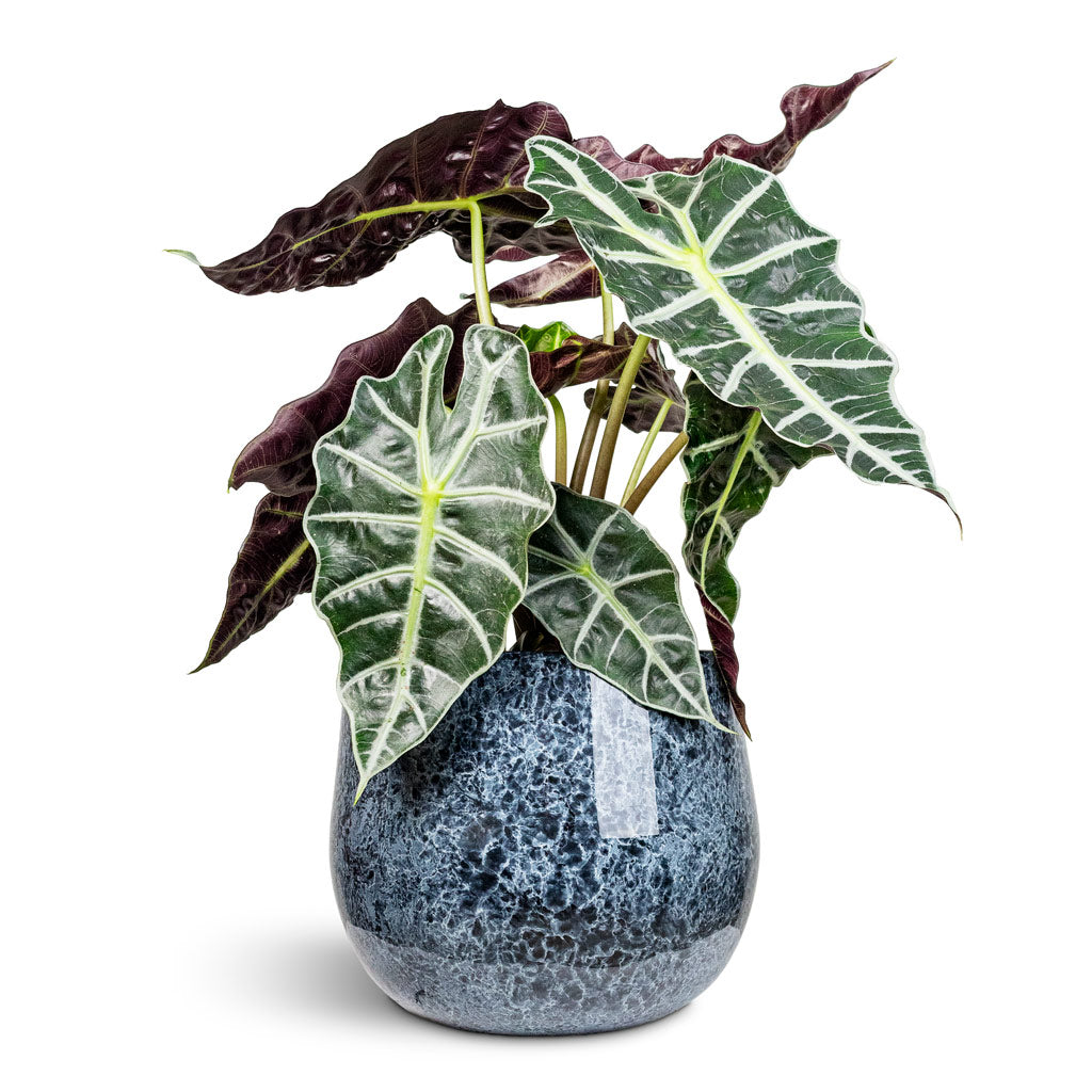 Alocasia amazonica Polly 17x50cm House Plant in Emmie Metal Pot Mystic Blue 23x20cm