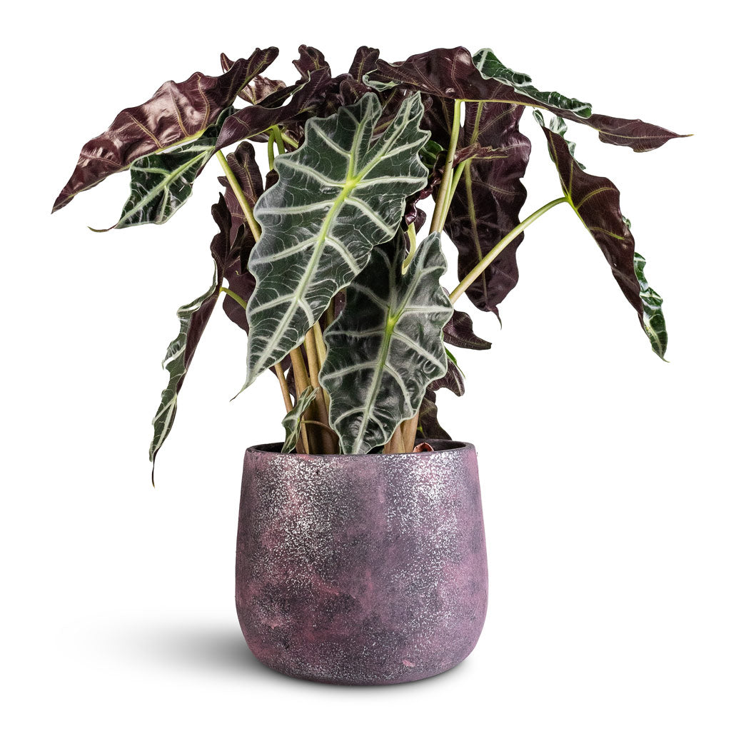 Alocasia amazonica Polly 17x50cm Jules Pot Shiny Purple 23x20cm