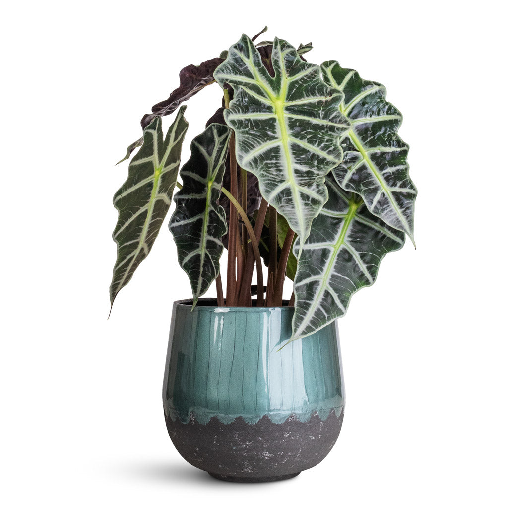 Alocasia amazonica Polly - 17x50cm In Ninthe Metal Pot Metallic Petrol - 23x21cm