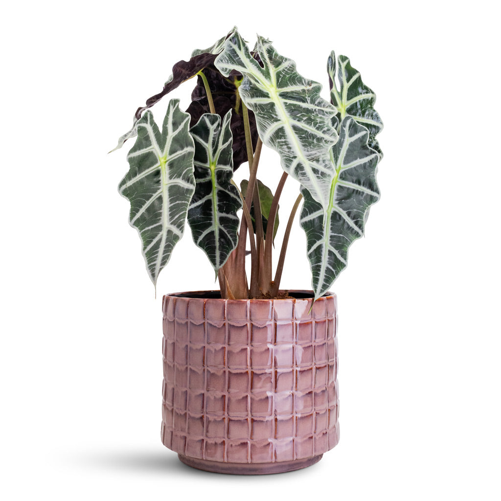 Alocasia amazonica Polly - 17x50cm In Stian Pot Lavender Candy - 25x22cm