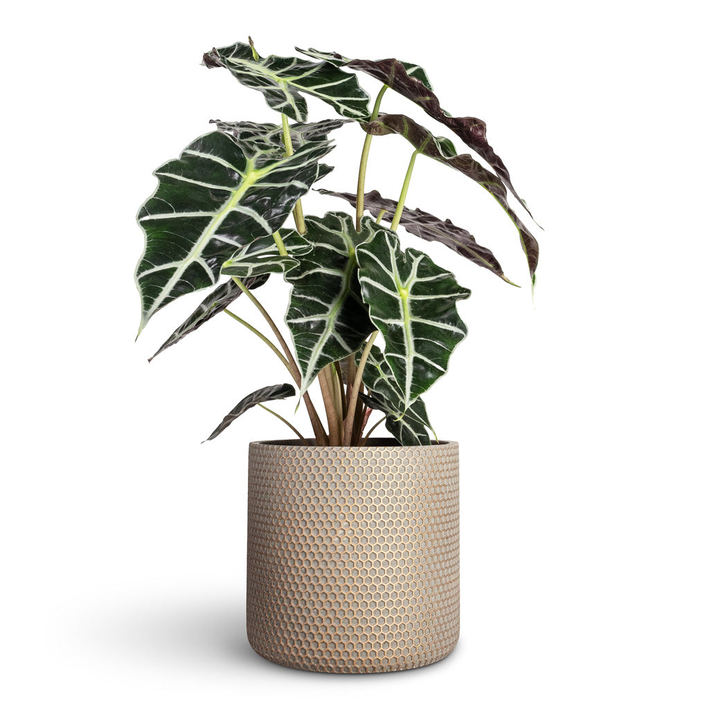 Alocasia amazonica Polly Elephant Ear - 17x50cm In Bernt Plant Pot Shiny Gold - 21x19cm