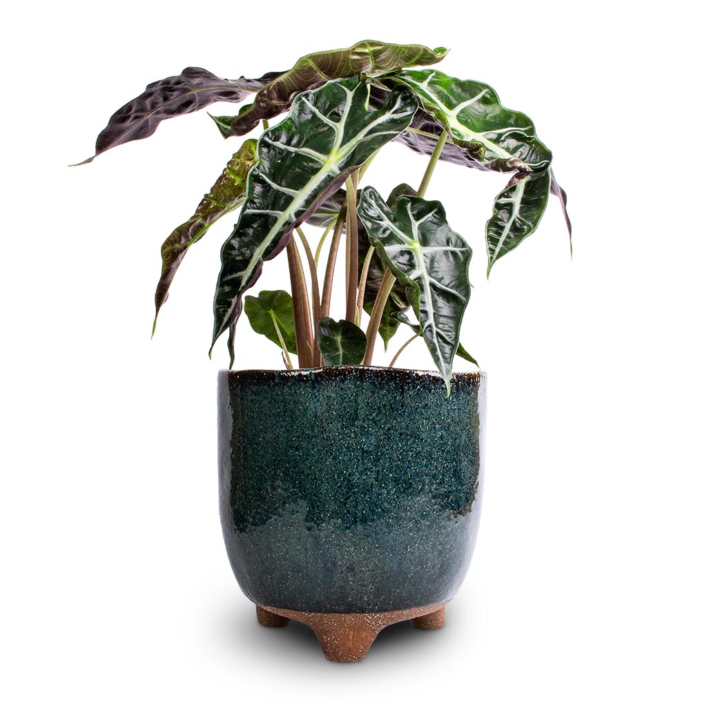 Alocasia amazonica Polly - Elephant Ear & Kaat Plant Pot - Petrol