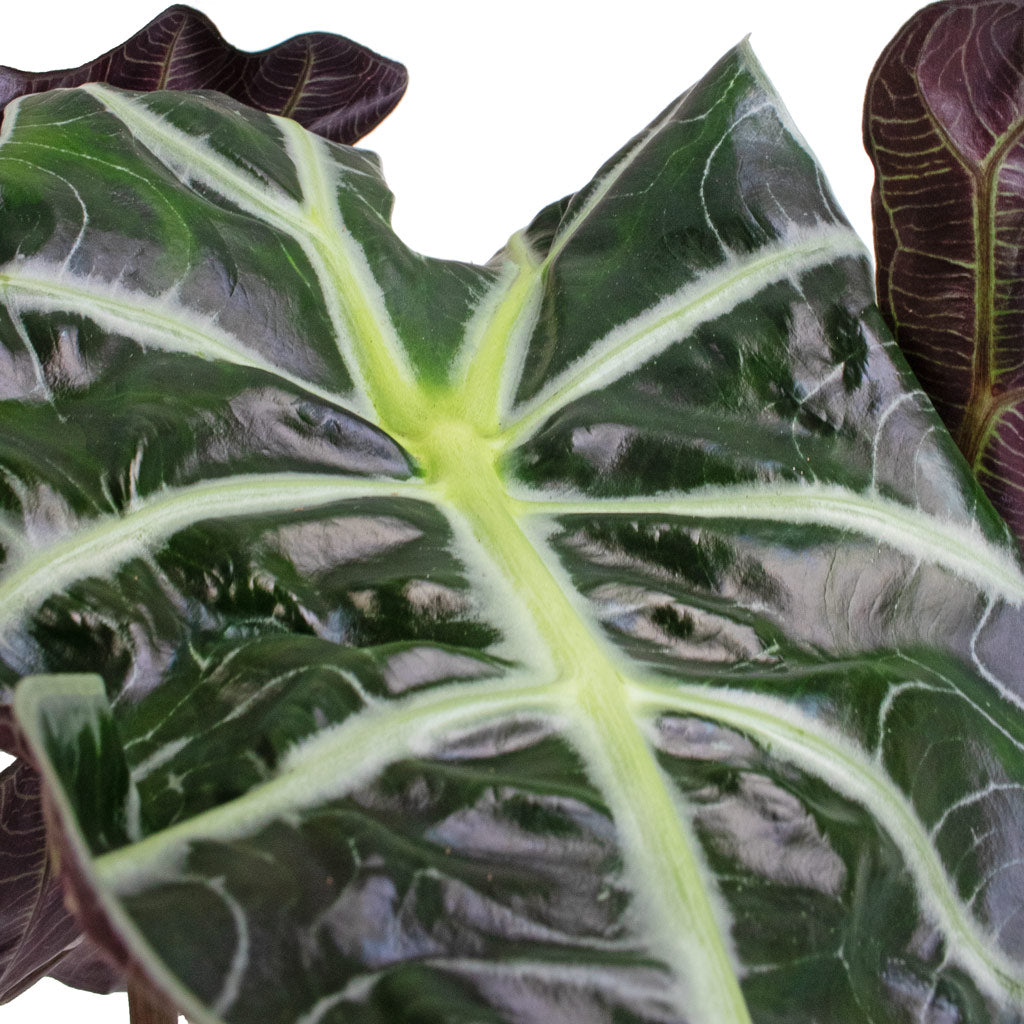 Alocasia amazonica Polly - Elephant Ear Veins