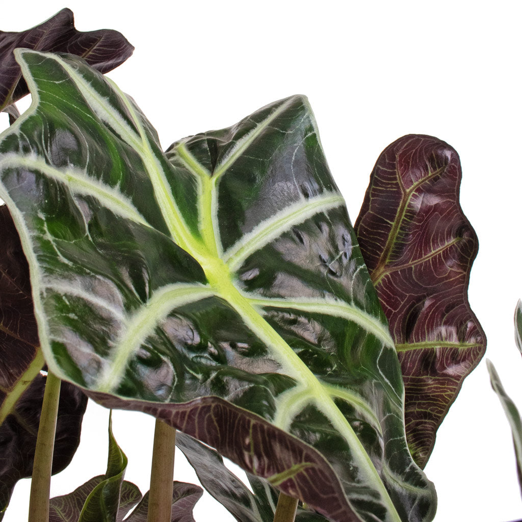 Alocasia amazonica Polly - Elephant Ear Leaves
