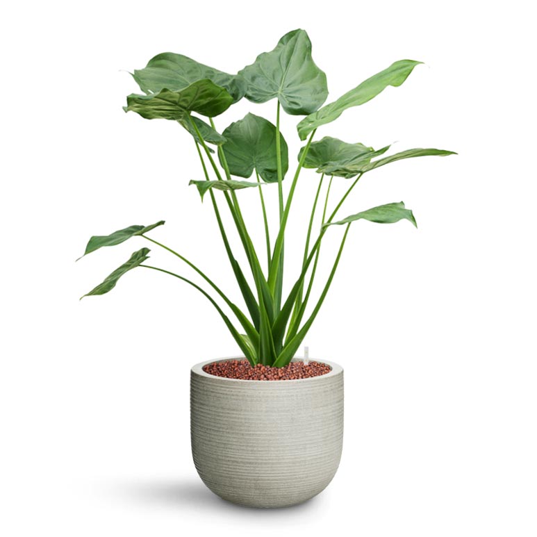 Alocasia cucullata - Hooded Dwarf Elephant Ear - HydroCare & Cody Plant Pot - Ridged Cement