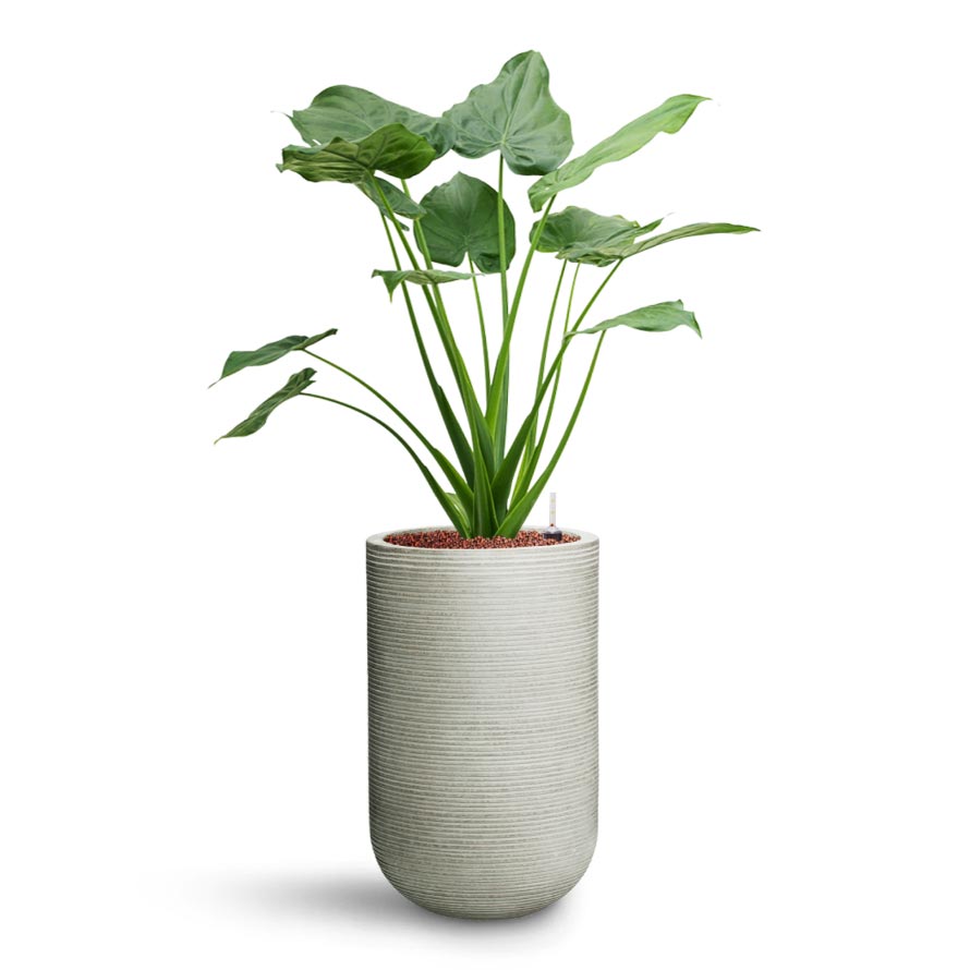 Alocasia cucullata - Hooded Dwarf Elephant Ear - HydroCare & Cody Plant Vase - Ridged Cement