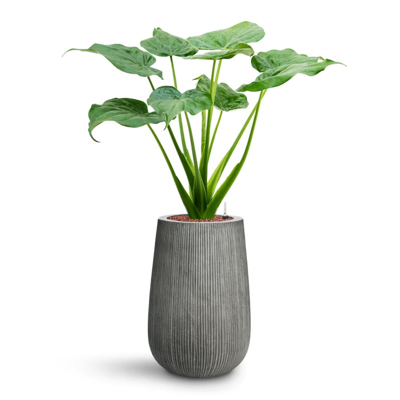Patt High Plant Vase - Ridged Dark Grey