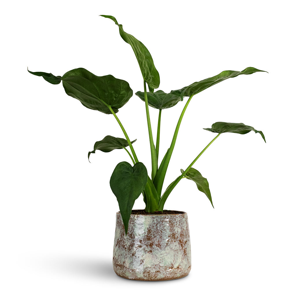 Alocasia cucullata 17x60cm House Plant In Masha Pot Mint 22x17cm
