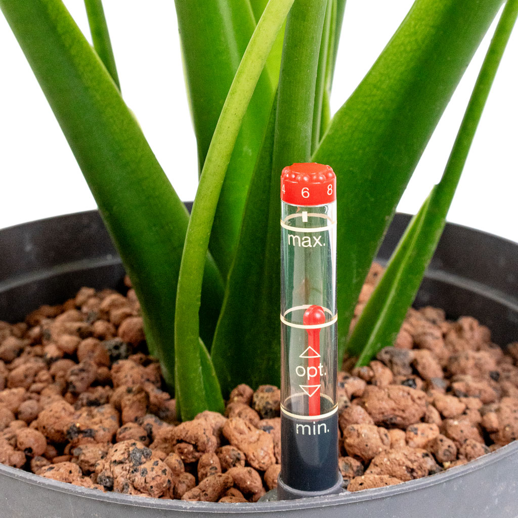 Alocasia cucullata - Hooded Dwarf Elephant Ear - Hydroculture - 15/19 x 55cm