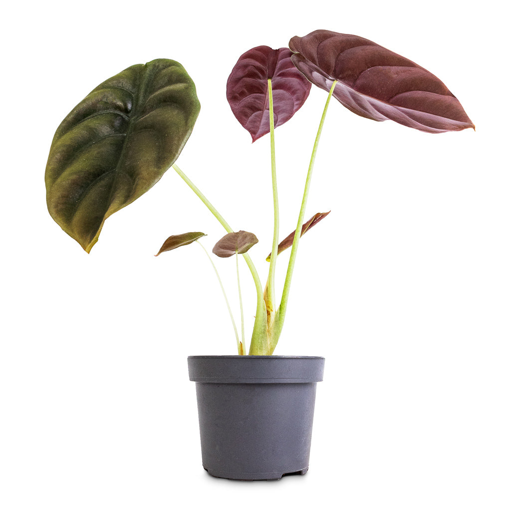 その他観葉植物 with 11in measured size, mature her at mint pink cuprea Alocasia Var Pink Secret Red Cuprea Alocasia その他観葉植物